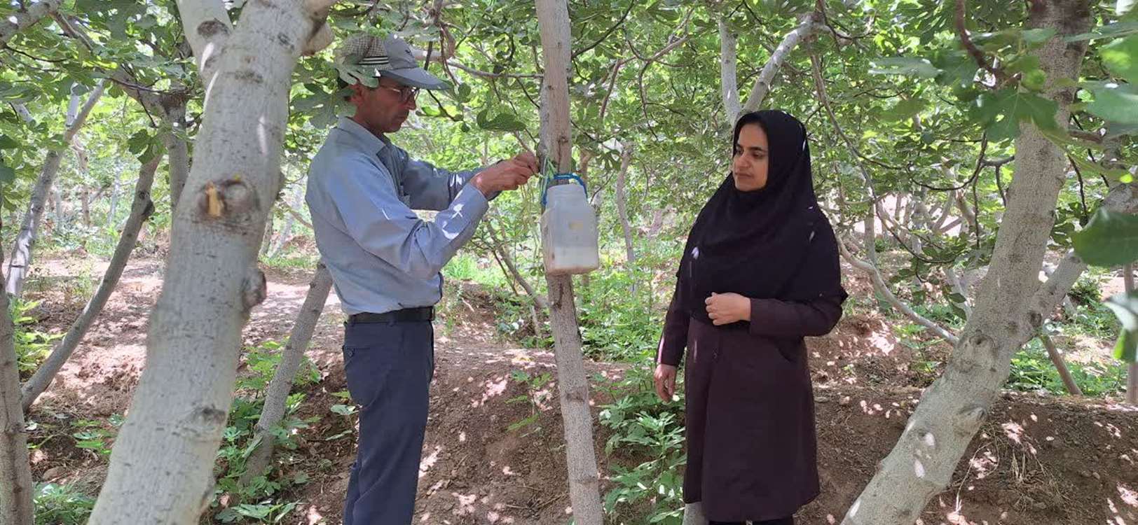 تله انجیر دو 